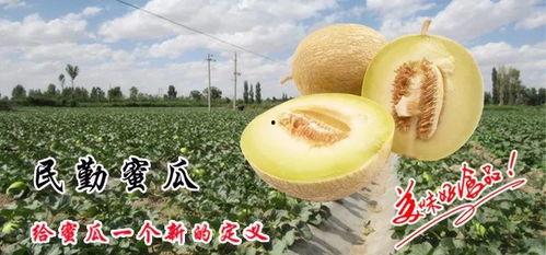 吃瓜到民勤,从吃瓜到民勤，探寻瓜乡变迁之路